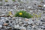 Saxifraga aizoides