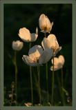 Anemone sylvestris. Цветущие растения. Тульская обл., пос. Дубна, дачный участок. 28.05.2008.