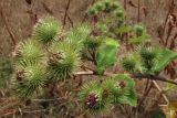 Arctium nemorosum. Соцветия. ЮВ Крым, Карадаг, Карадагская балка. 27 июля 2011 г.