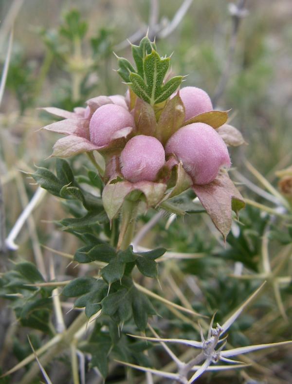 Изображение особи Lagochilus platyacanthus.