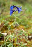 род Delphinium