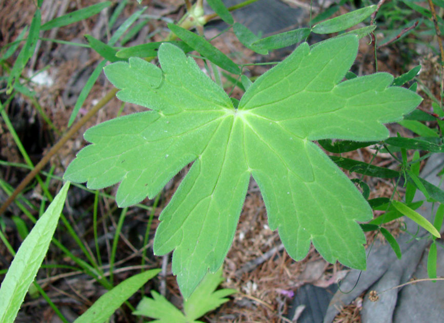Изображение особи Geranium wlassovianum.