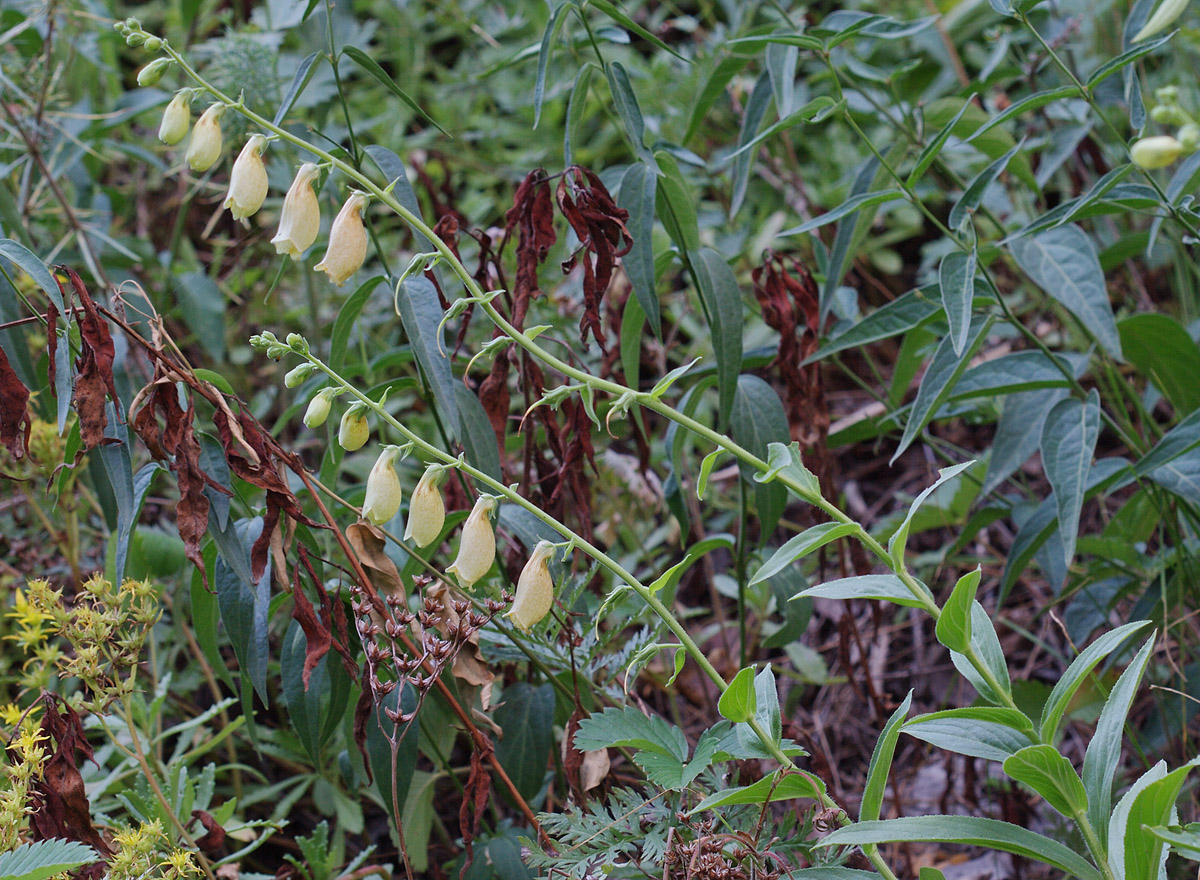 Изображение особи Digitalis grandiflora.