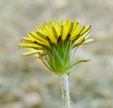 род Taraxacum