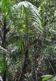 genus Calamus. Верхушка кроны. Таиланд, национальный парк Си Пханг-нга. 20.06.2013.