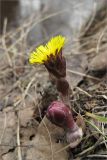 Tussilago farfara