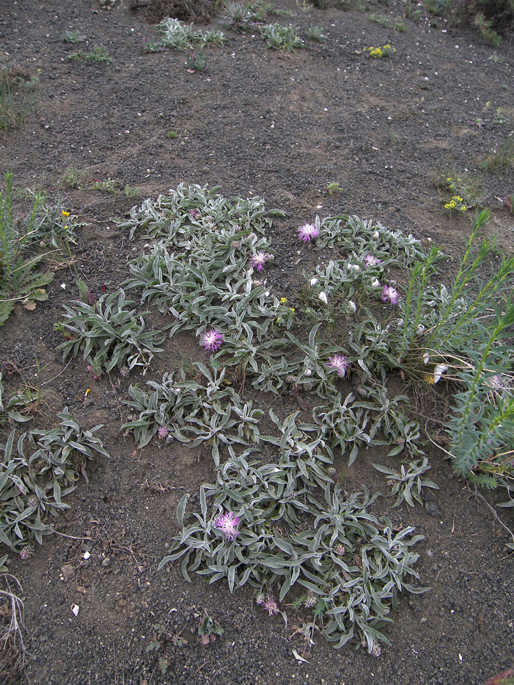 Изображение особи Psephellus integrifolius.