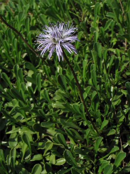 Image of Globularia cordifolia specimen.