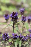 Prunella vulgaris