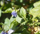 Nicandra physalodes