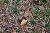 Symphyotrichum graminifolium