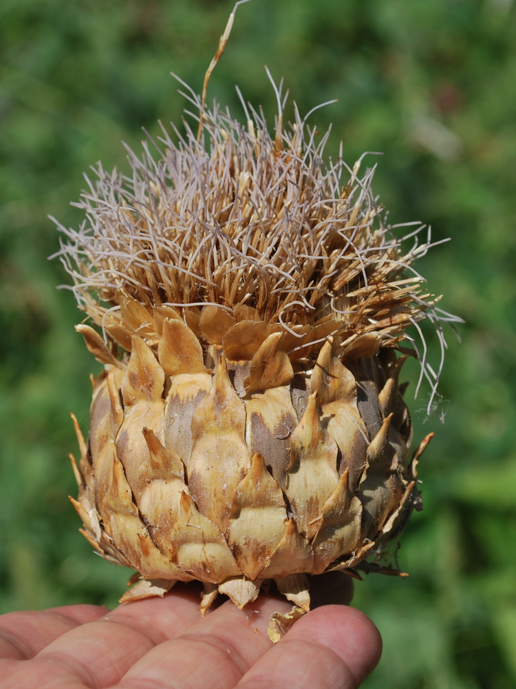 Изображение особи Cynara scolymus.