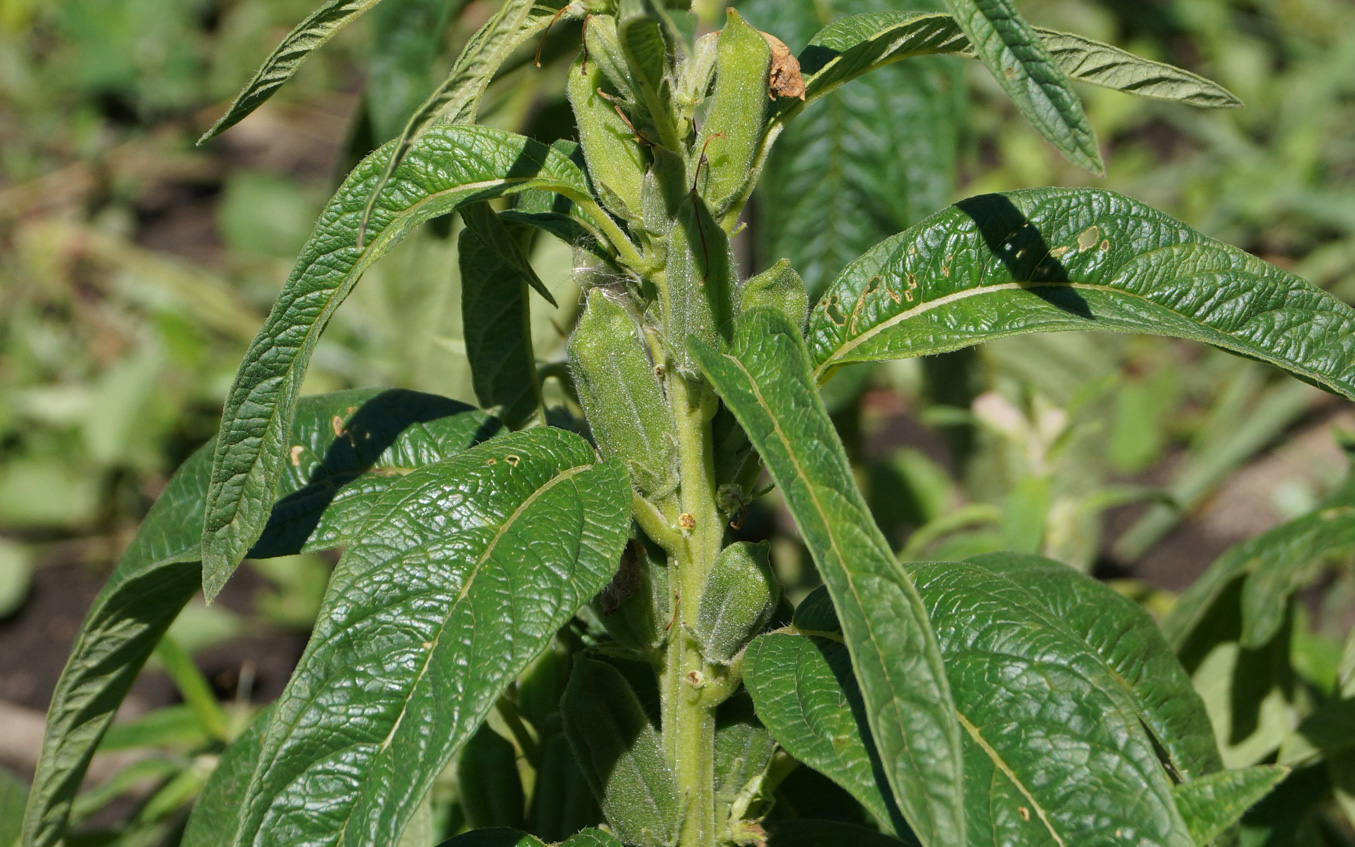 Image of Sesamum indicum specimen.