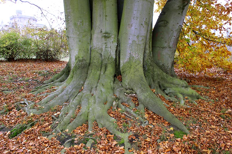 Изображение особи Fagus sylvatica.