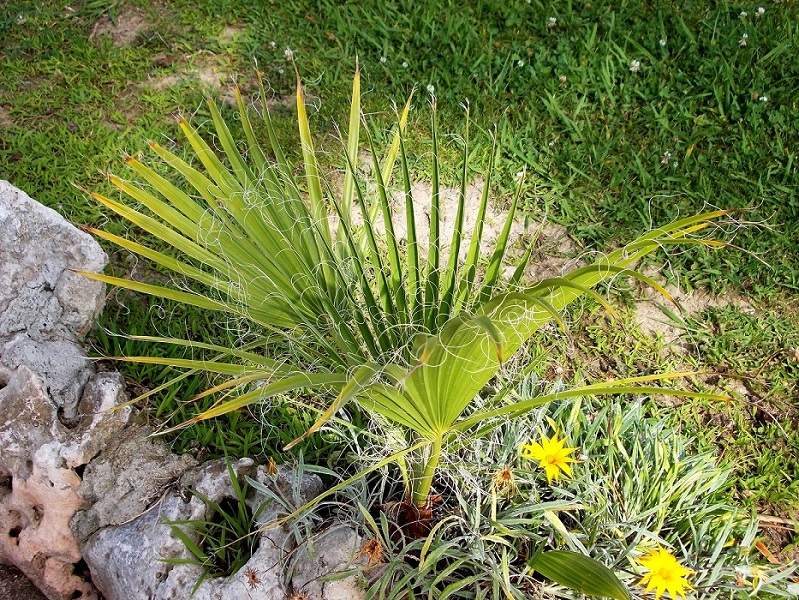 Изображение особи Washingtonia filifera.