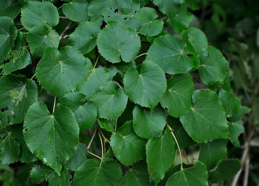 Изображение особи Tilia amurensis.