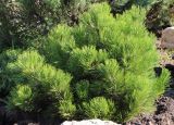 Pinus leucodermis. Вегетирующее растение, сорт 'Compact Gem'. Ростовская обл., г. Таганрог, в сквере. 18.04.2016.