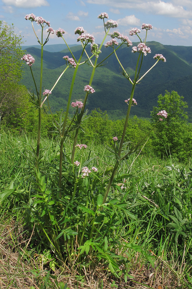 Изображение особи Valeriana rossica.