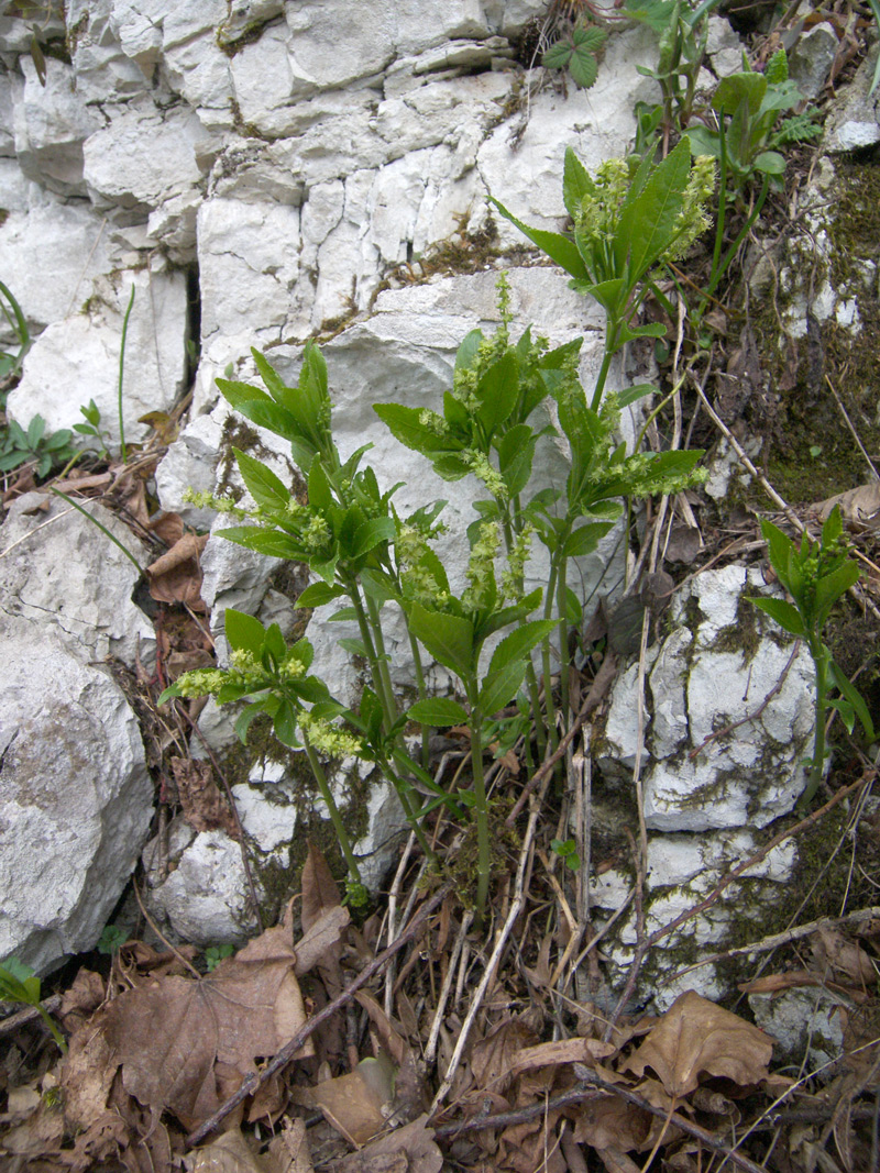 Изображение особи Mercurialis perennis.