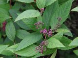 Spiraea japonica. Верхушка побега с распускающимся соцветием. Польша, Подляское воеводство, окр. Нарвянского национального парка. 25.06.2009.