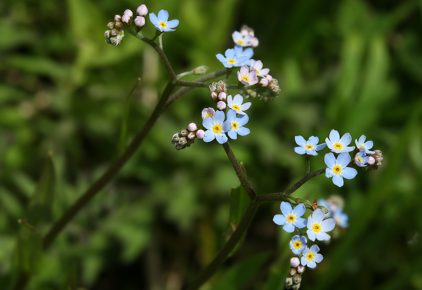 Изображение особи Myosotis palustris.