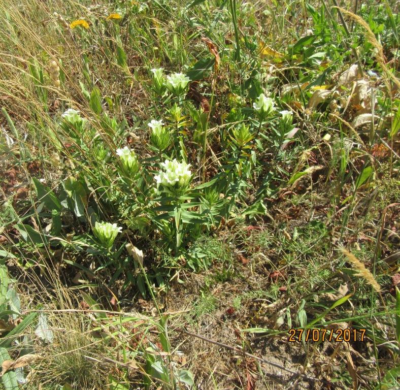 Изображение особи Gentiana gelida.