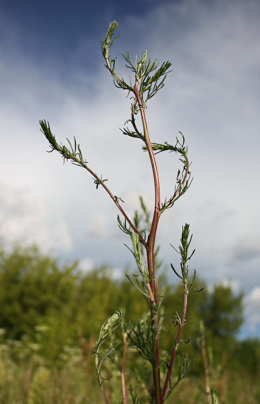 Изображение особи Artemisia campestris.