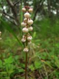 Pyrola minor