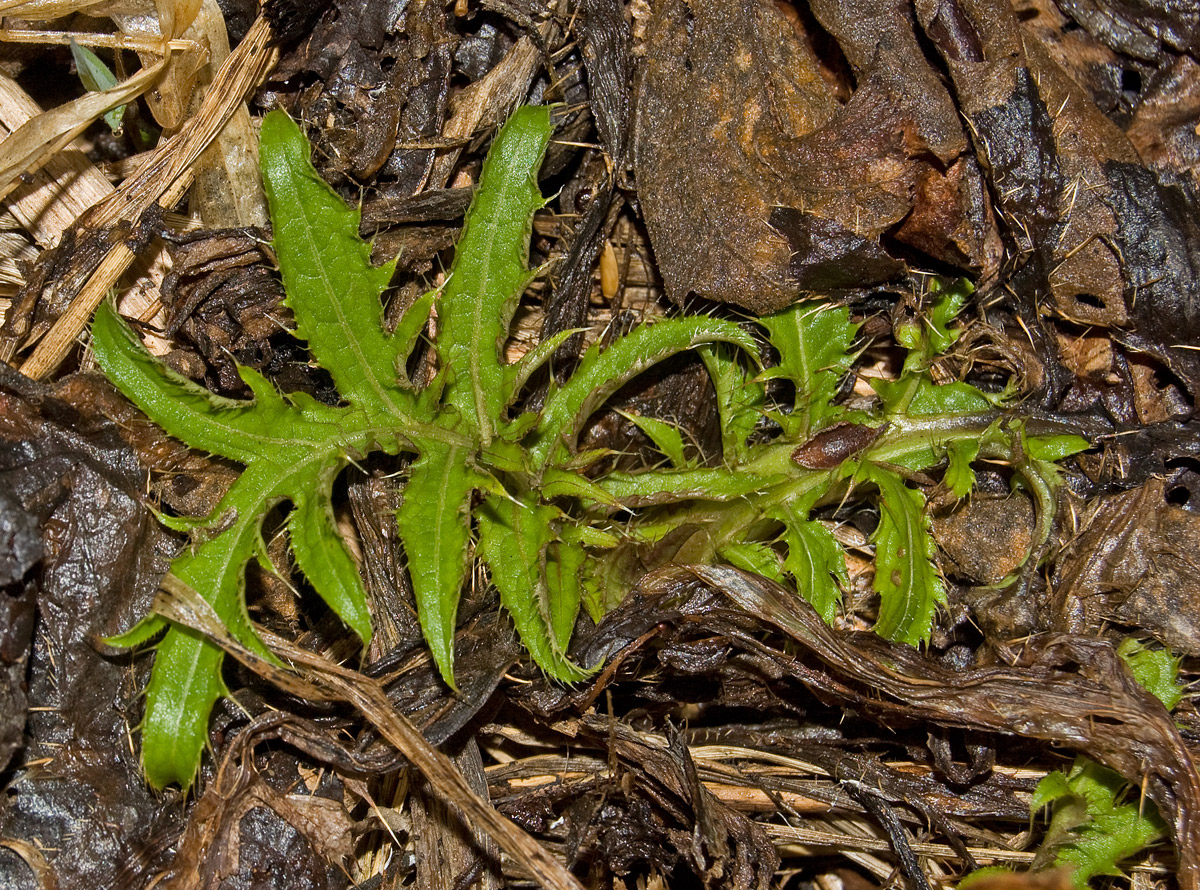 Изображение особи Cirsium oleraceum.