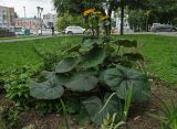 Ligularia dentata. Цветущее растение. Пермь, Свердловский р-н, в городском озеленении. 21 августа 2018 г.