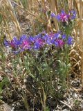 Centaurea depressa