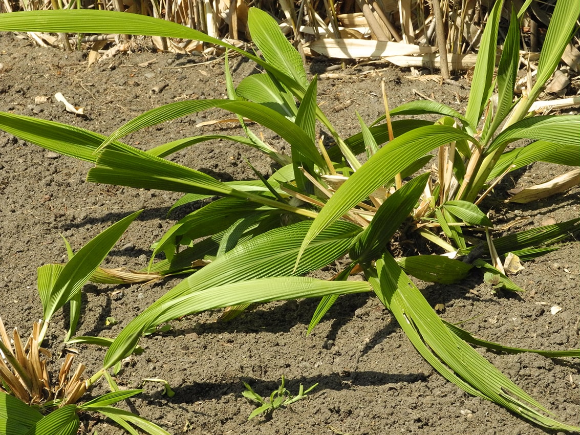 Изображение особи Setaria palmifolia.