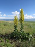 Verbascum lychnitis