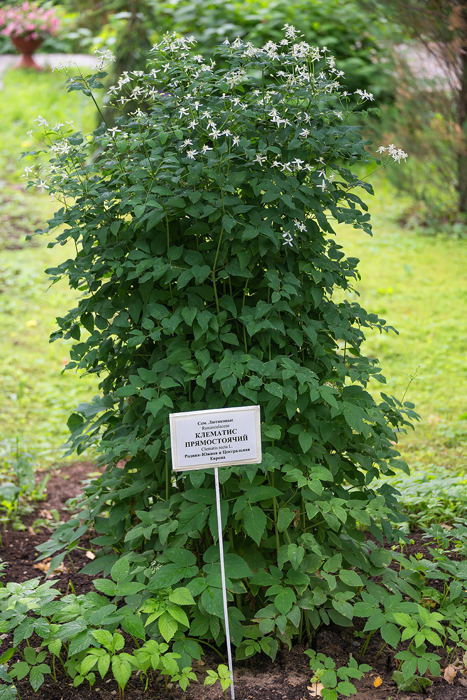 Изображение особи Clematis recta.