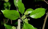 Maclura pomifera. Часть ветви с мужскими соцветиями и листьями. Узбекистан, г. Ташкент, пос. Улугбек, санитарно-защитная зона. 04.05.2019.