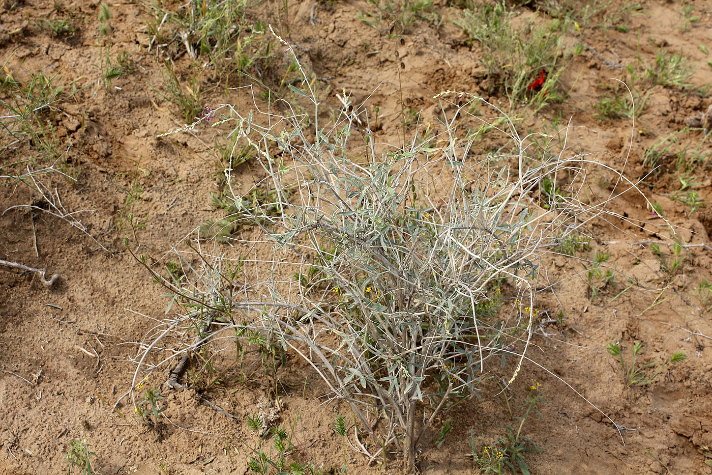Image of Astragalus unifoliolatus specimen.