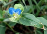 Commelina communis. Цветок и лист. Астраханская обл., г. Астрахань, во дворе по ул. Костина, на газоне, сорное. 19.09.2019.