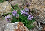 Astragalus tibetanus. Цветущее растение. Алтай, Кош-Агачский р-н, долина р. Кызыл-Чин, ≈ 1700 м н.у.м., каменистый склон. 12.06.2019.