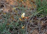 Astragalus ucrainicus. Верхушка побега с цветком и бутонами. Астраханская обл., берег оз. Баскунчак, окр. Баскунчакской пещеры, сухой склон. 02.05.2019.