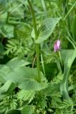 Doronicum pardalianches