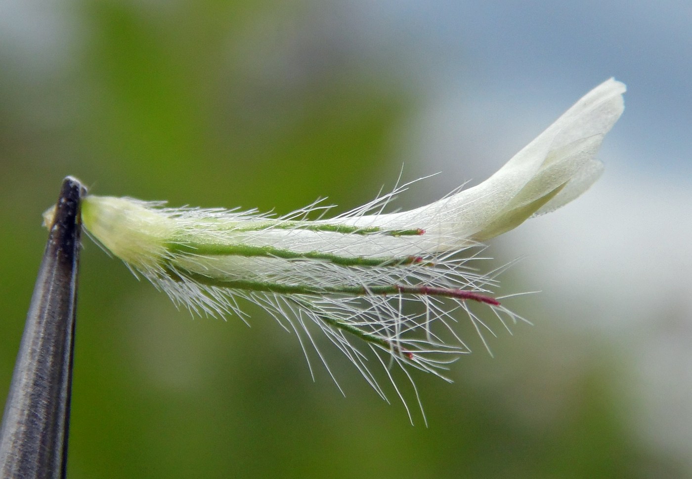 Изображение особи Trifolium diffusum.