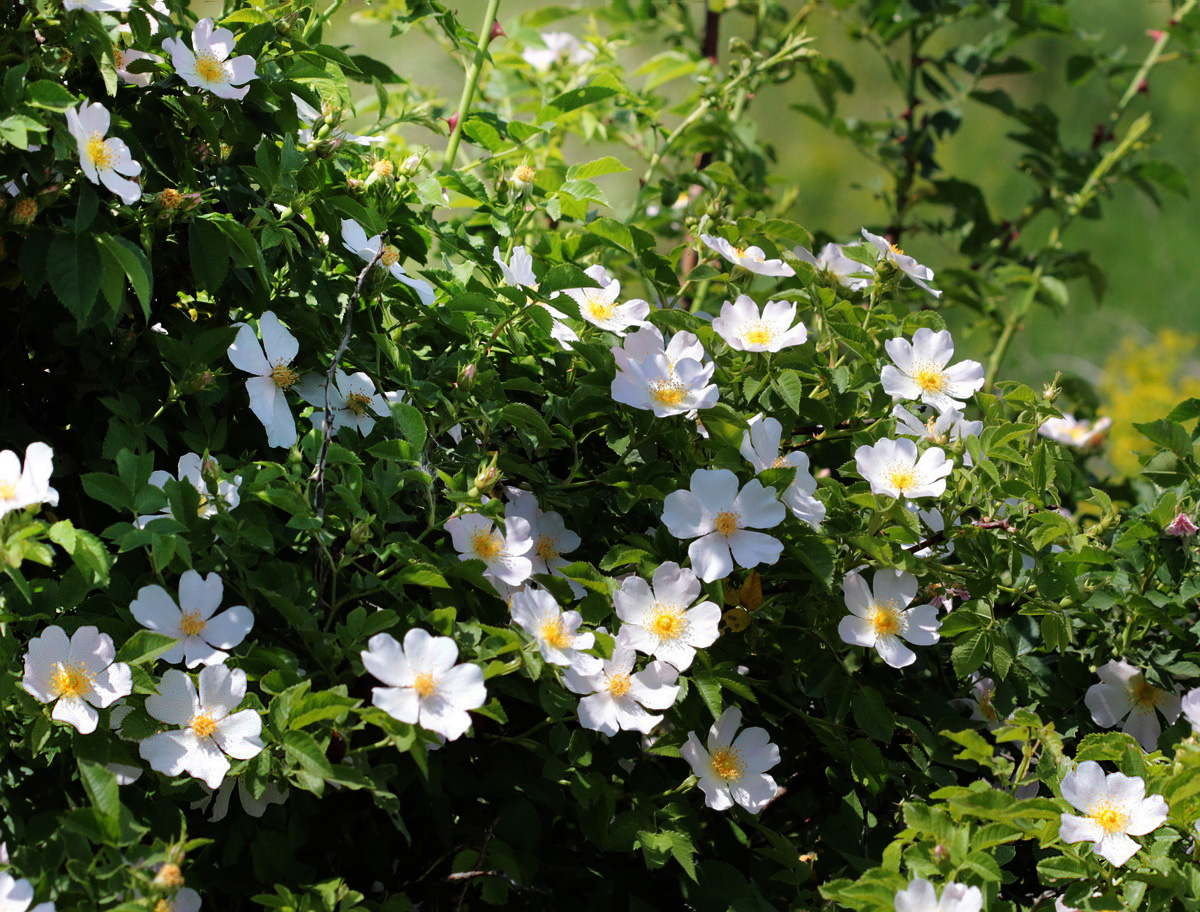 Изображение особи Rosa balsamica.