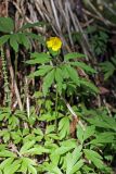 Anemone ranunculoides. Цветущее растение. Карельский перешеек, окр. Сертолово, на склоне долины лесного ручья. 14.05.2020.