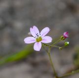 Minuartia picta