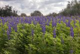 Lupinus pilosus. Цветущие растения. Израиль, г. Тель-Авив, парк Ариэля Шарона, в поле. 20.02.2022.