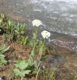 Cardamine uliginosa