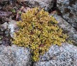 Cetraria islandica. Вегетирующее растение. Хибинский горный массив, долина руч. Маннепахк, русло сухого водотока. Август.