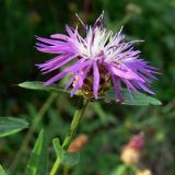 Centaurea jacea. Верхушка побега с соцветием. Московская обл., окр. г. Чехов, луг в лиственном лесу. 17.07.2010.