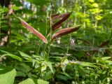 Lathyrus vernus. Верхушка плодоносящего растения в паутине. Тверская обл., Кимрский р-н, лесистая часть дамбы Иваньковского вдхр. 08.06.2022.