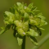 Valerianella locusta